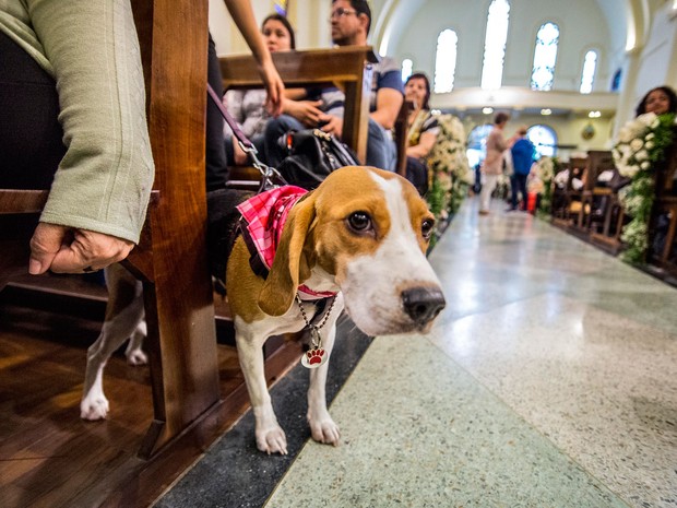 Cachorro aguarda a vez para receber a bênção na Igreja de São Francisco de Assis, em São Paulo (Foto: Cris Faga/Fox Press Photo/Estadão Conteúdo) Cachorro aguarda a vez para receber a bênção na Igreja de São Francisco de Assis, em São Paulo (Foto: Cris Faga/Fox Press Photo/Estadão Conteúdo)