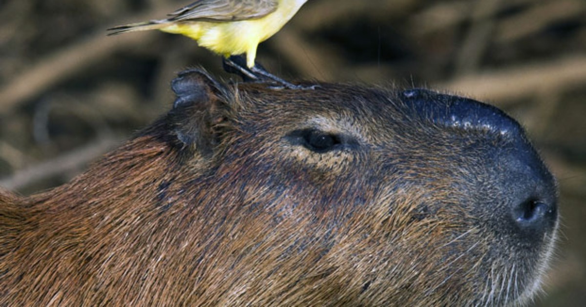 G1 - 'Pássaro esperto' descansa na cabeça de capivara no rio Paraguai ...