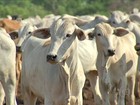 Exportações de carne bovina seguem em ritmo de crescimento