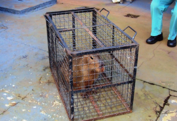 Polícia Ambiental resgatou uma capivara no Hospital de Clínicas de Londrina (Foto: Divulgação / Polícia Militar Ambiental)