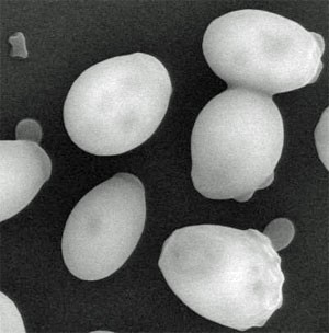 Células de Saccharomyces cerevisiae ao microscópio eletrônico (Foto: Divulgação/Universidade de Leicester)