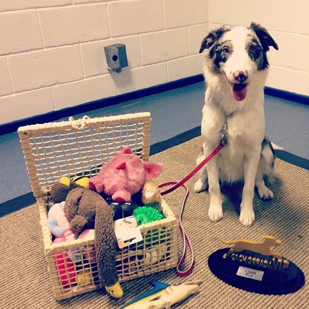 Gaia com caixa de brinquedos e troféu de campeã do 'Cachorrada VIP' (Foto: Instagram/Reprodução)