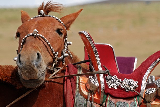 Um cavalo descansa sua cabeça no dorso de outro animal; as selas mongóis são ricamente decoradas com motivos em prata (Foto: Haroldo Castro/ÉPOCA)