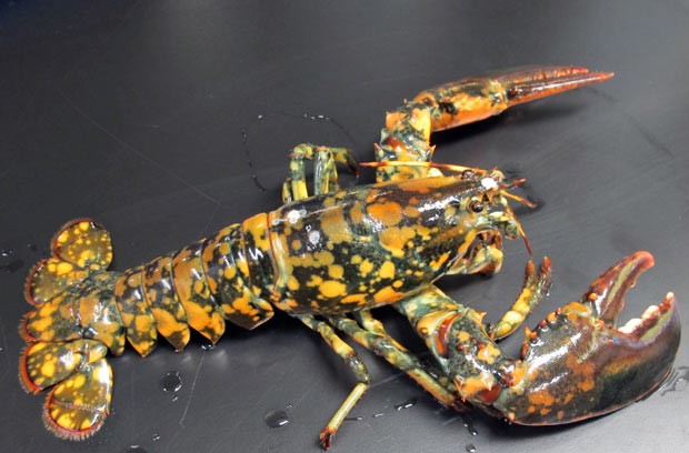 Exemplar de lagosta com cores brilhantes que foi encontrado em um restaurante dos EUA e se livrou de ir para a panela. (Foto: New England Aquarium, Tony LaCasse/AP)