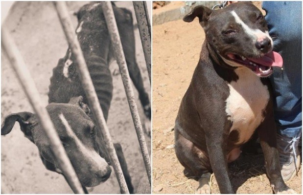 Fotos mostram o antes e depois de pit bull resgatado em Goiás (Foto: Reprodução/Recanto dos Pit Bulls)
