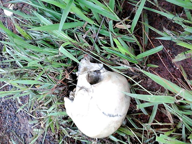 Crânio encontradao em matagal do Paranoá, no DF (Foto: Polícia Militar/Divulgação)