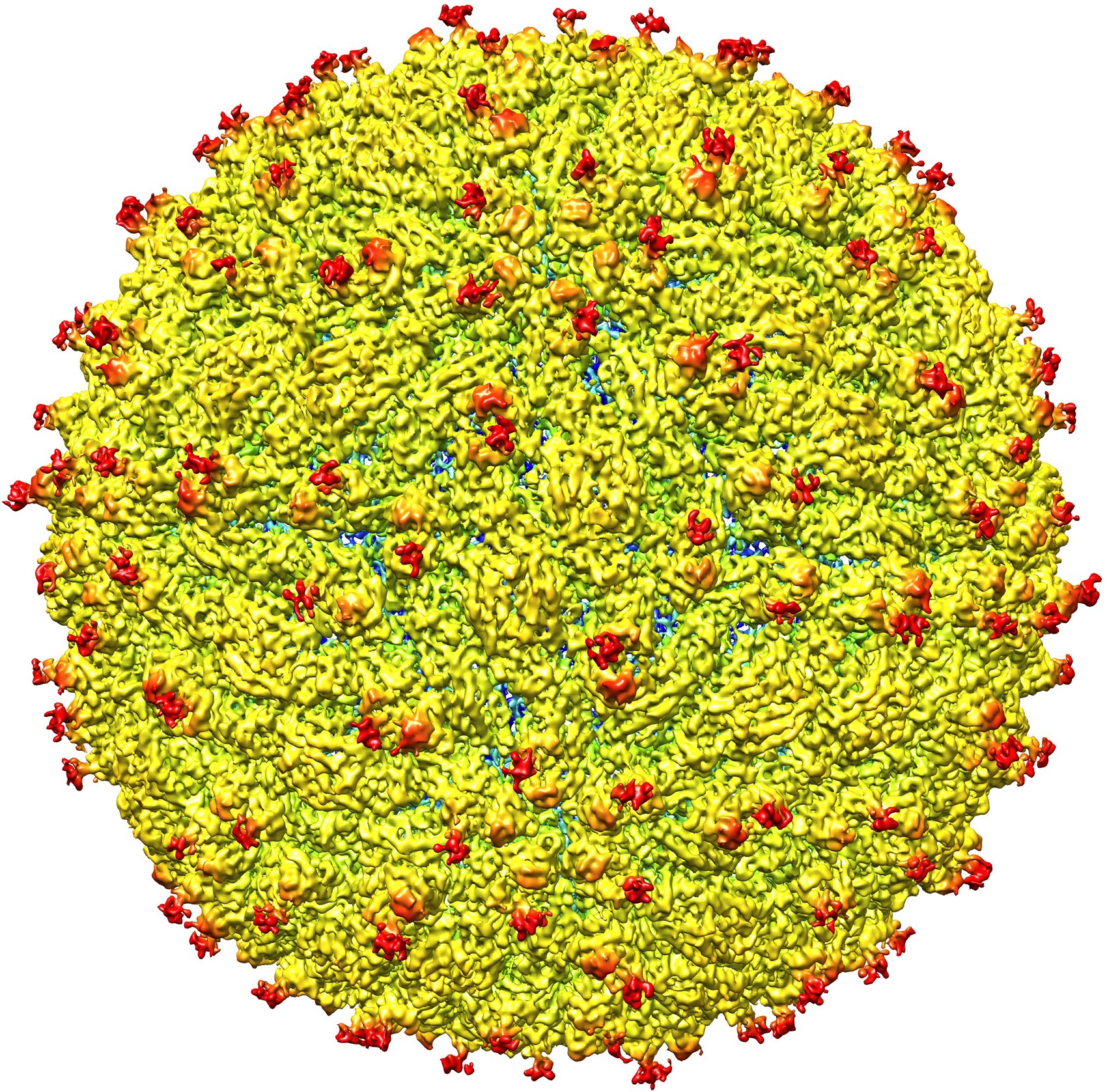 Imagem é representação da superfície do vírus da zika; equipe de cientistas conseguiu determinar a estrutura do vírus pela primeira vez  (Foto: Universidade Purdue/Cortesia)