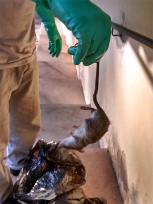Rato foi encontrado em sala com macarrão na Central de Alimentos (Foto: Daewison Willian do Vale/ Divulgação)