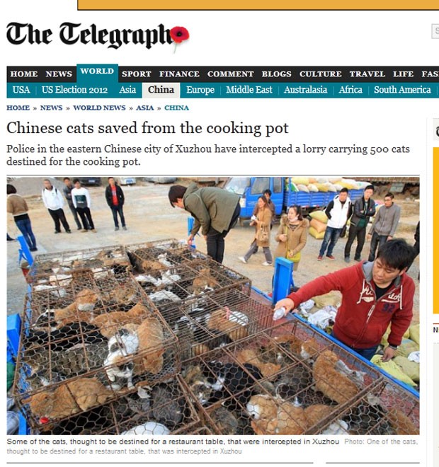 Autoridades chinesas encontraram dezenas de gatos que estavam sendo transportados para o abate. (Foto: Reprodução/Daily Telegraph)