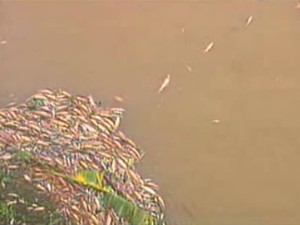 Peixes mortos após vazamento de produto químico em Resende, em 2008 (Foto: Reprodução/TV Rio Sul)