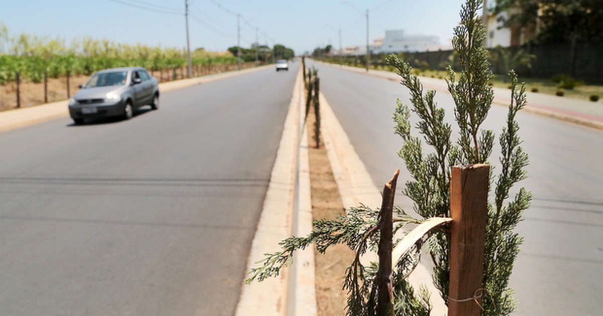 Mudas plantadas em rodovia são alvo de vandalismo em Nova ... - Globo.com