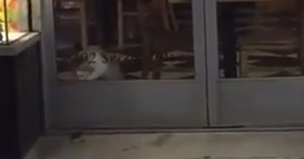 Rato abusado pula para provocar gato preso dentro de cafeteria (Foto: Reprodução/YouTube)