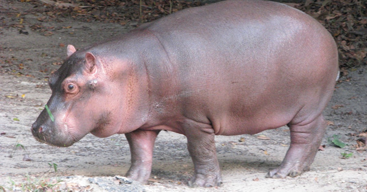 G1 - Filhote de hipopótamo é transferido de SP para zoológico no Recife ...