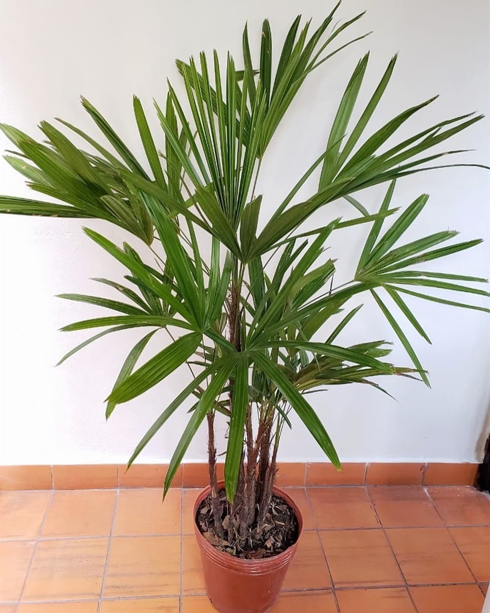 Tudo sobre a palmeira-ráfis, planta resistente e fácil de cuidar (Foto: Reprodução / Instagram/ @bambu.cultivos)