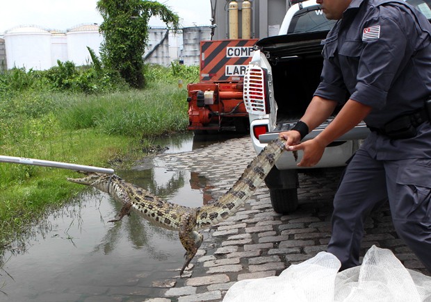 Funcionários de terminal portuário isolaram o animal antes da chegada da polícia (Foto: Nirley Sena/A Tribuna de Santos)