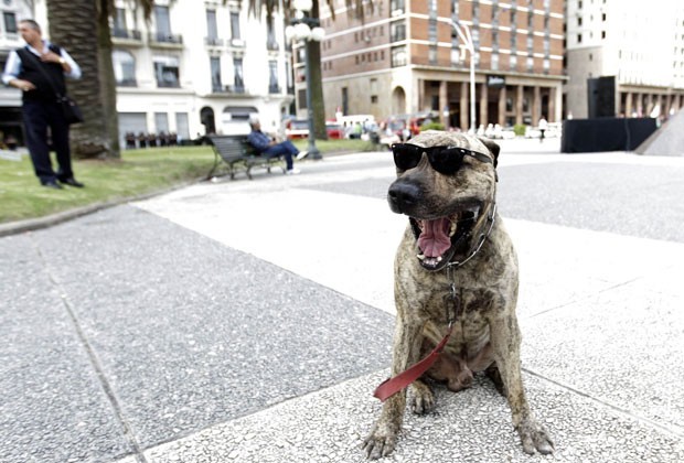 Um cão foi flagrado de óculos na Praça Independência em Montevidéu, no Uruguai, em 18 de dezembro de 2012 (Foto: Andres Stapff/Reuters) Um cão foi flagrado de óculos na Praça Independência em Montevidéu, no Uruguai, em 18 de dezembro de 2012 (Foto: Andres Stapff/Reuters)