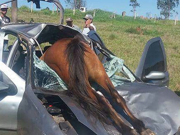 Cavalo vai parar dentro de carro após acidente em rodovia  (Foto: Arquivo pessoal)
