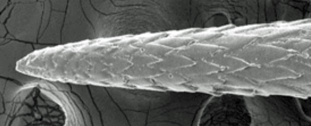 Imagem microscópica de um espinho sintético (Foto: Divulgação)