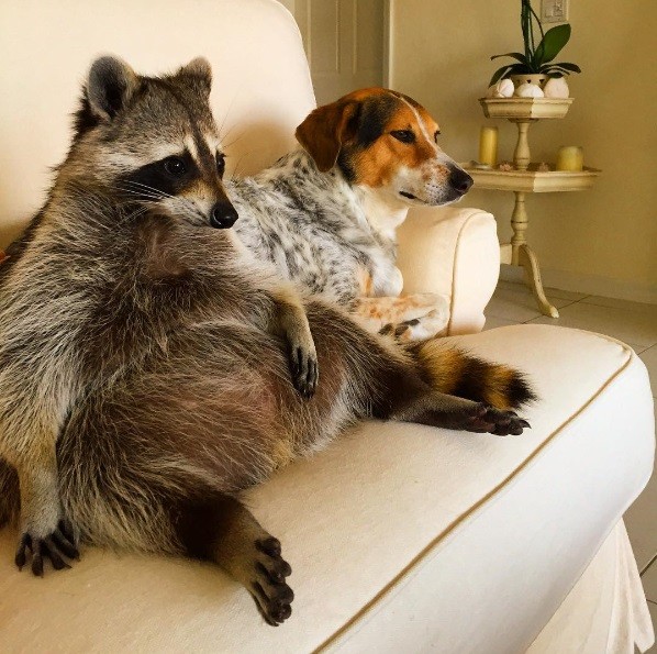 Pumpkin e um 'parente' canino