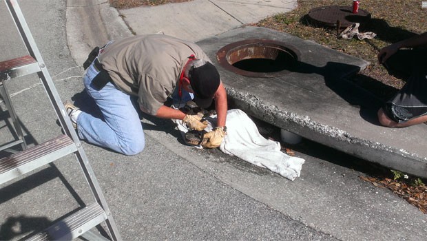 Réptil foi capturado por agentes da Comissão para Pesca e Fauna Selvagem da Flórida (Foto: Divulgação/FWC)