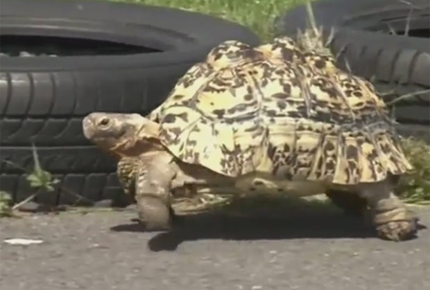 Tartaruga Bertie bateu recorde com elocidade máxima de 1 km por hora. (Foto: Reprodução/YouTube/Animal Stories)