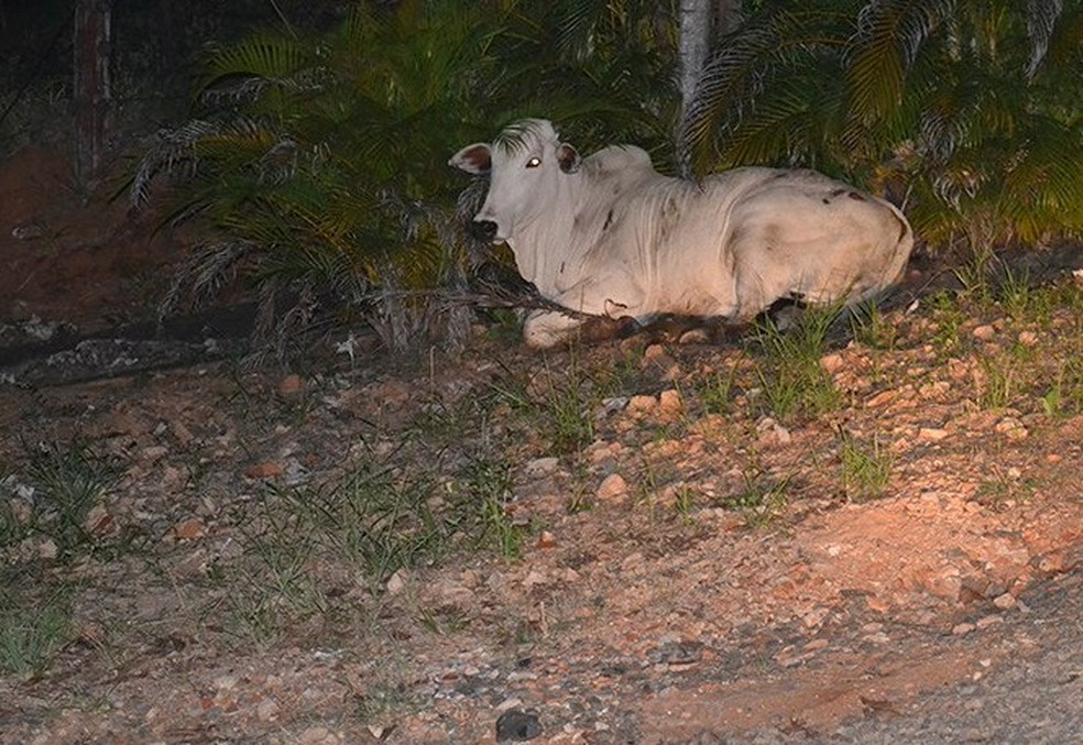 Animal teve vários ferimentos e morreu momentos depois (Foto: Diego Pereira/Mais Tupã)