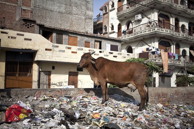 Exemplar de vaca, animal considerado sagrado na Índia, é visto em rua de Nova Déli. Gangues agem para roubar animais e vendê-los para consumo humano (Foto: Enri­co Fabia­n/The New York Times­)