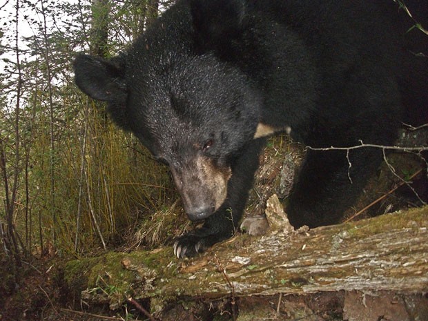 Exemplar de urso-negro-asiático "flagrado" na região de Sichuan (Foto: WWF/Peking University)