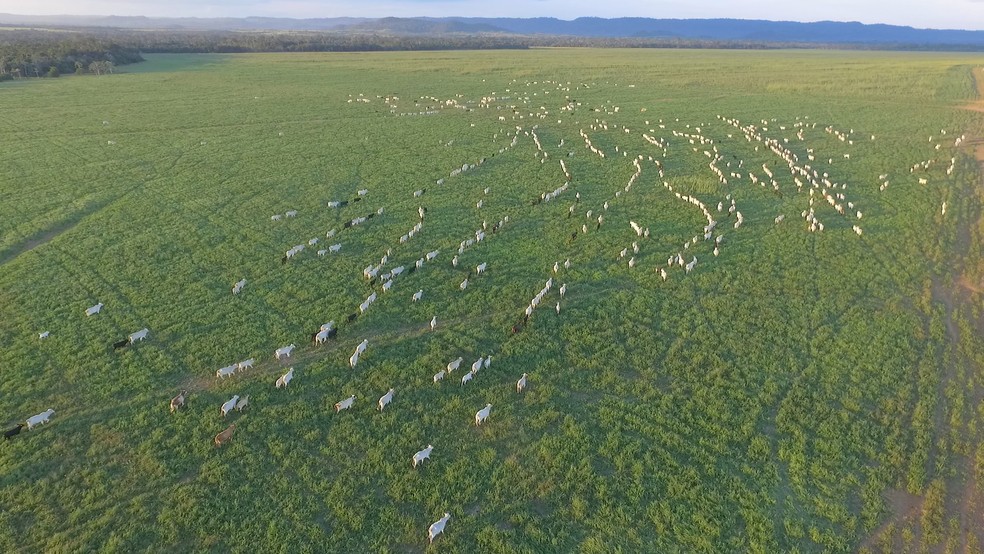 Criação de gado em fazenda da Reunidas Boi Gordo (Foto: Lut Leilões/ Divulgação)