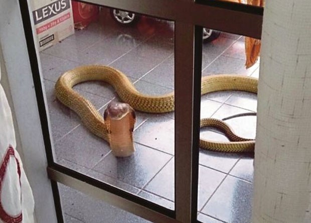 Mulher ficou apavorada ao encontrar cobra venenosa de mais 3 m na casa de sua me (Foto: Reproduo/Twitter/Syarani Ahmadi)