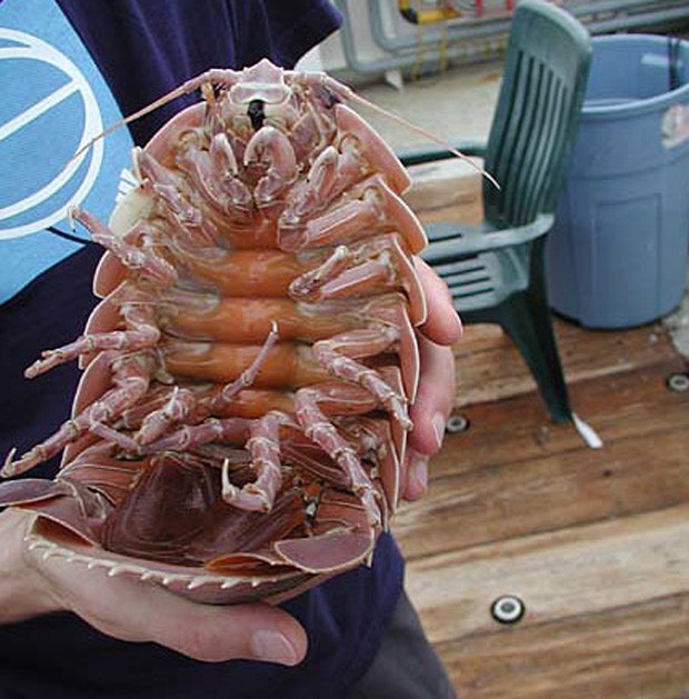 Foto tirada em 2002 mostra isópodo Bathynomus giganteus de perto, apelidado de 'barata marinha gigante' (Foto: Divulgação/NOAA)