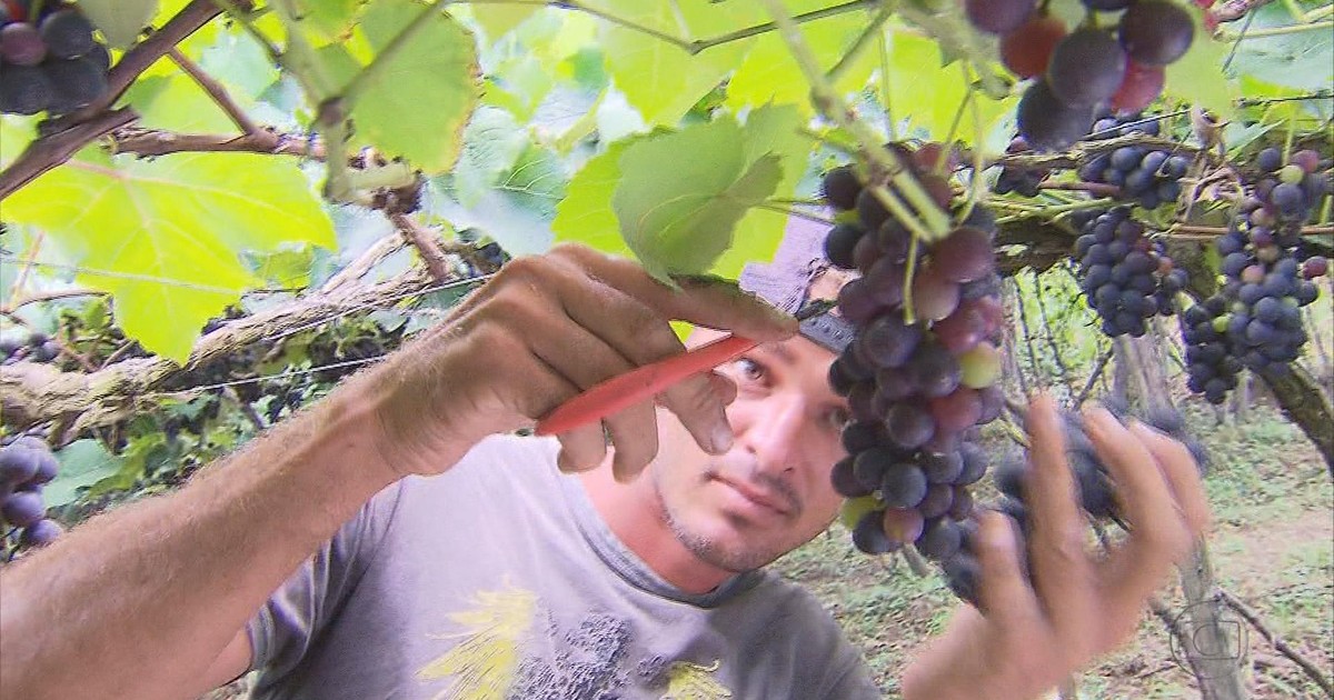 G1 São Vicente Férrer, em PE, começa a se destacar na produção de uva