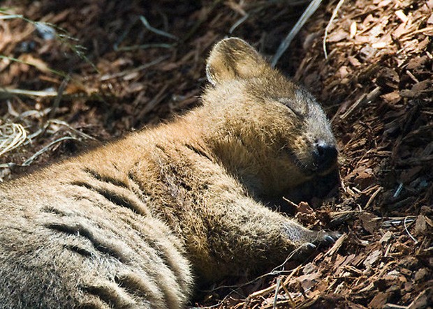 Quokka é parente do canguru, e está ameaçado de extinção (Foto: Reprodução)