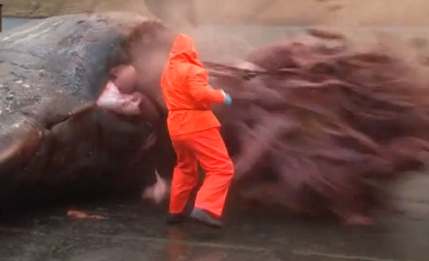 Ao tentar abrir estômago de animal, barriga da baleia 'explodiu' (Foto: Reprodução/YouTube/Johan Joensen)