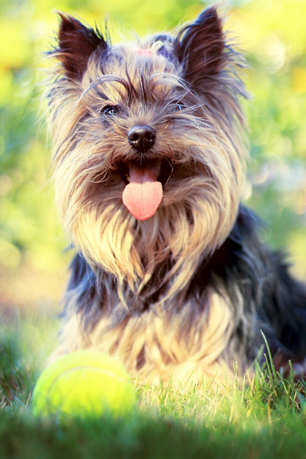 Predisposição ao tártaro é dos problemas bucais dos cães de pequeno porte (Foto: Divulgação ) Predisposição ao tártaro é dos problemas bucais dos cães de pequeno porte (Foto: Divulgação )