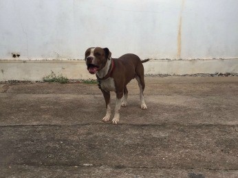 Imagem: pitbull 346p Cachorro salva família de assalto em cidade de Mato Grosso