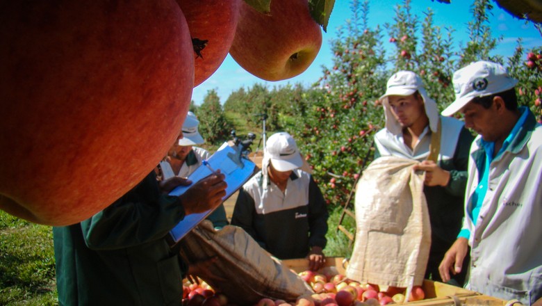 Produção de maçãs da Turma da Mônica é feita pelo Grupo Fischer (Foto: Divulgação/Maurício de Souza Produções)