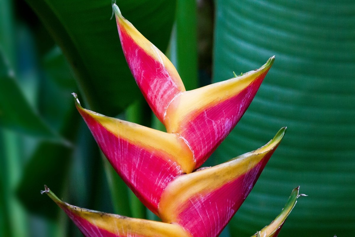 Heliconia caribaeae (Foto: Pixabay / stux / CreativeCommons)