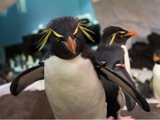 Pinguim-de-penacho-amarelo (Foto: Divulgação/SeaWorld)