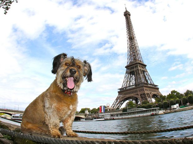 Oscar, o cachorro viajante, em Paris (Foto: Facebook)