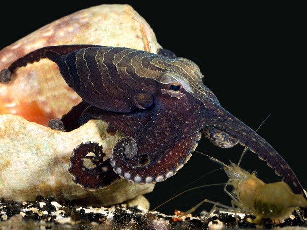 Foto divulgada por biólogo mostra um exemplar macho do polvo listrado do Pacífico prestes a  capturar um camarão  (Foto: Roy L. Caldwell via AP)