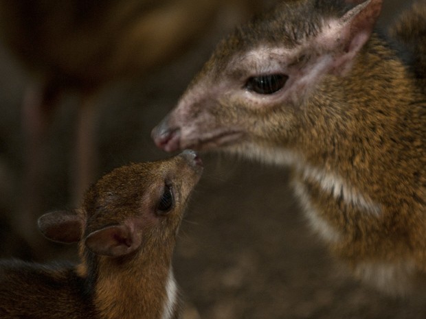 Filhote de veado-rato interage com sua mãe em parque da Espanha (Fot AFP Photo/Jorge Guerrero)