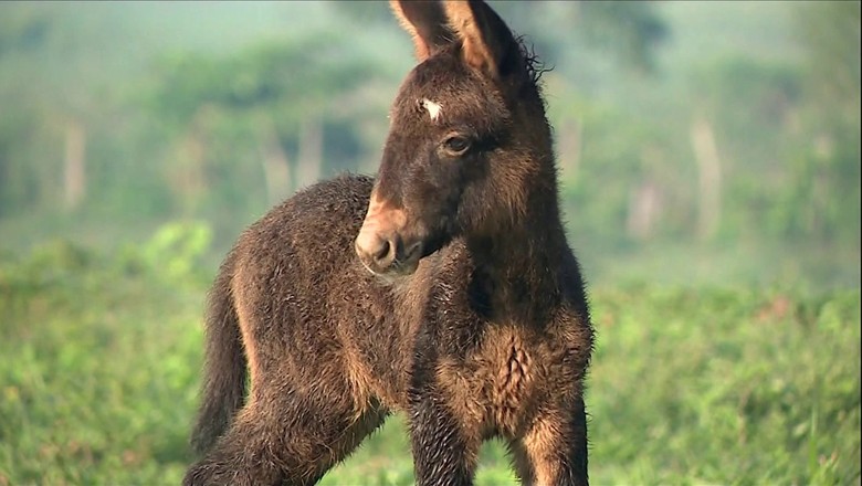 tv-mula-burro-filhote (Foto: Reprodução/ TV Globo)