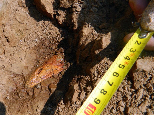  Fragmento de fóssil de dinossauro encontrado em local de escavação em região siberiana da Rússia (Foto: AFP photo/Kamerovo Museum)