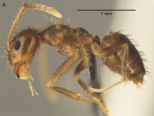 Formiga da espécie Nylanderia fulva, que está causando prejuízos nos EUA (Foto: Gotzek/Brady/Kallal/Wikicommons)