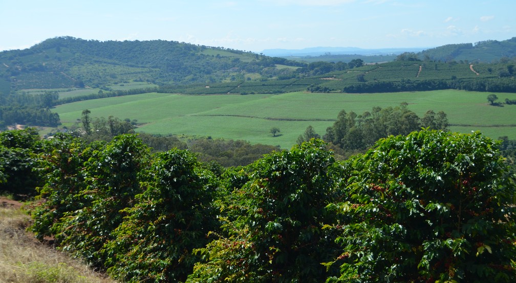 Produtores apostam na diversificação no campo, aliando café com áreas de sorgo (ao centro) e soja posteriormente (Foto: Lucas Soares)