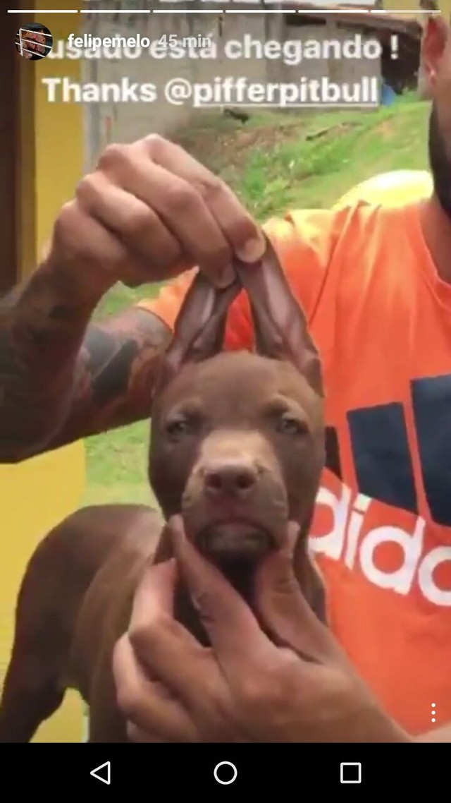 felipe melo compra pitbull e batiza o cachorro de ousado de melo palmeiras globoesporte com