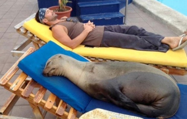 Em março, um leão-marinho foi fotografado dormindo à beira da piscina de hotel de Galápagos.  (Foto: Reprodução)