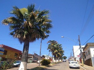 São Roque de MInas, árvores (Foto: G1/G1) São Roque de MInas, árvores (Foto: G1/G1)