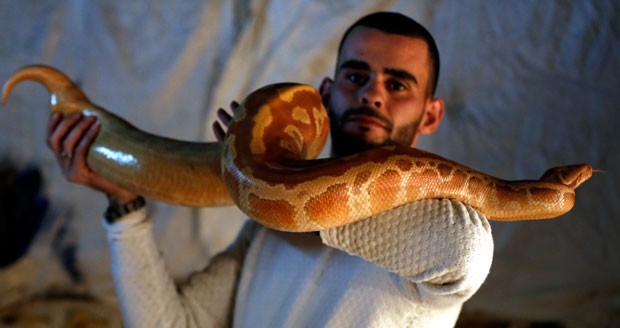 Omar Ibrahim costuma passear com suas cobras (Foto: Ahmad Gharabli/AFP)